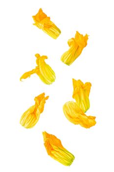 Isolated flying vegetables. Seven courgette flowers falling on white background with clipping path as package design element and advertising. Full depth of field.