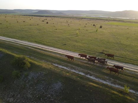 Flying over a small herd of cattle cows walking uniformly down farm road on the hill. Black, brown and spotted cows. Top down aerial view of the countryside on a sping sunset. Idyllic rural landscape