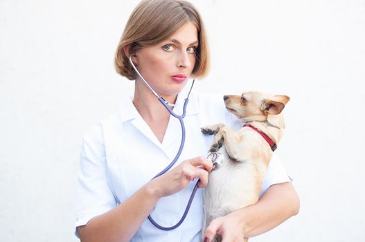 beautiful young woman veterinarian listens to the chihuahua dog with a phonedoscope and smiles, the dog shows teeth and growls. High quality photo
