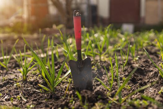 Gardening tools on fertile soil texture background seen from above. Gardening or planting concept. Working in the spring garden