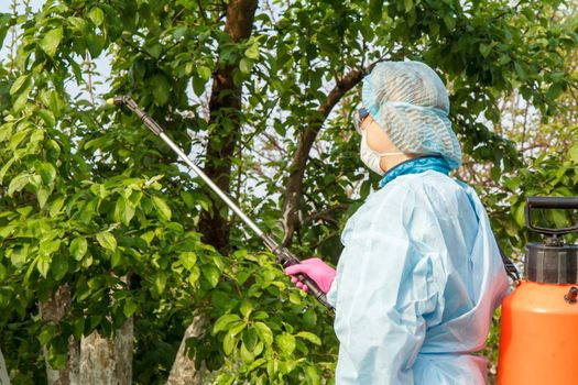 Woman in a protective suit is spraying apple trees from fungal disease or vermin with pressure sprayer and chemicals in the orchard.