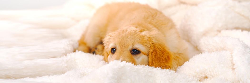 cute sleepy young puppy. Golden puppy on white background. Hovawars breed. sweet dream, dreaming dog