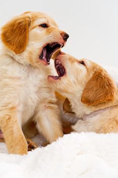 couple of cute puppies play with each other. Hovawart breed. cute and funny young puppy. hovawart and golden retriever puppy