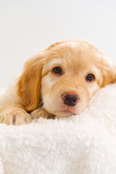 Cute Blond puppy lying on white blanket. Cute golden Hovawart puppy. This is a breed of Hovawart bred in Germany as a watch dog. young puppy.