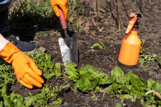 working with spinach in the farm garden.