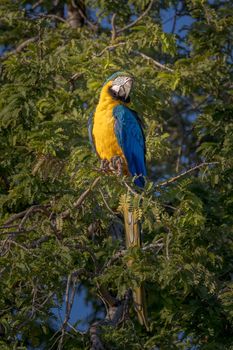 Blue-and-yellow macaw perching in a tree in the Pantanal of Brazil