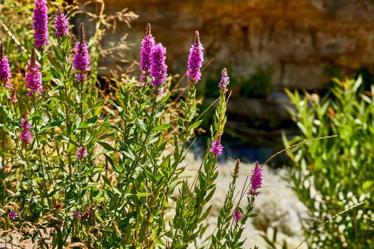 a plant of temperate regions that typically has leaves similar to those of the willow and pink or pale purple flowers.
