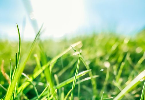 Earth landscape, growth and natural environment concept - Fresh grass and sunny blue sky on a green field at sunrise, nature of countryside