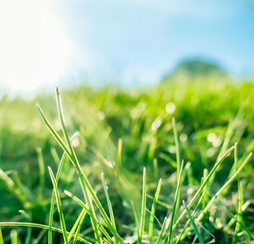 Earth landscape, growth and natural environment concept - Fresh grass and sunny blue sky on a green field at sunrise, nature of countryside