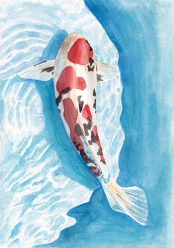 Beautiful Koi carps circling underwater watercolor illustration, hand drawn