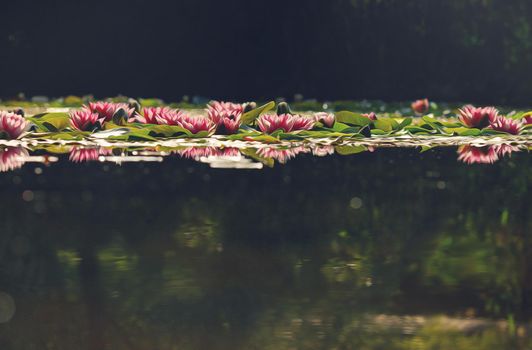 Pink lotus false oil painting. Photo manipulation