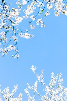 Floral beauty, dream garden and natural scenery concept - Cherry tree blossom and blue sky, white flowers as nature background