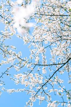 Floral beauty, dream garden and natural scenery concept - Cherry tree blossom and blue sky, white flowers as nature background