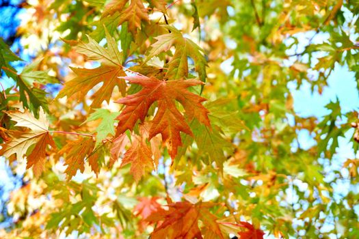 a tree or shrub with lobed leaves, winged fruits, and colorful autumn foliage, grown as an ornamental or for its timber or syrupy sap. Autumn bright orange maple leaves in sunny day and blue sky.