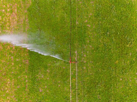 Agricultural irrigation with water jet breaking in the wind seen directly from above