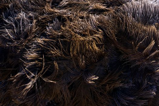 Brown ostrich feathers and down background close up