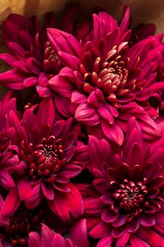 Burgundy chrysanthemum flowers on a white background close up