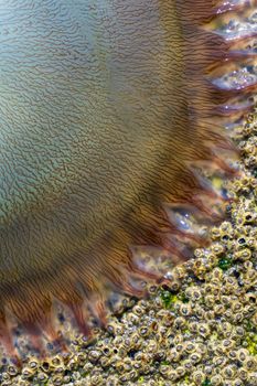 Large transparent jellyfish washed ashore close up