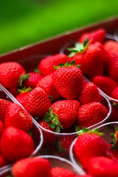 Strawberries packaged in box, sweet ripe perfect strawberry harvest, organic garden and agriculture concept