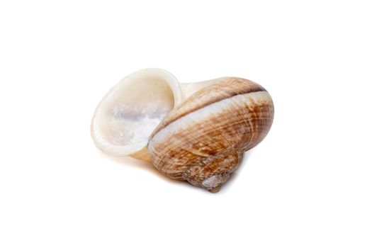 Image of cyclophorid snails(Cyclophoridae) isolated on white background. Undersea Animals. Sea Shells.