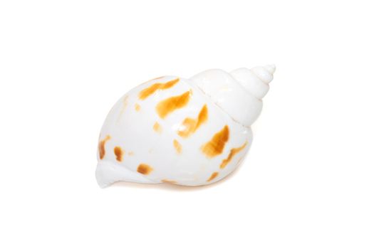 Image of babylonia areolata is a species of sea snail, a marine gastropod mollusc in the family Babyloniidae isolated on white background. Undersea Animals. Sea Shells.