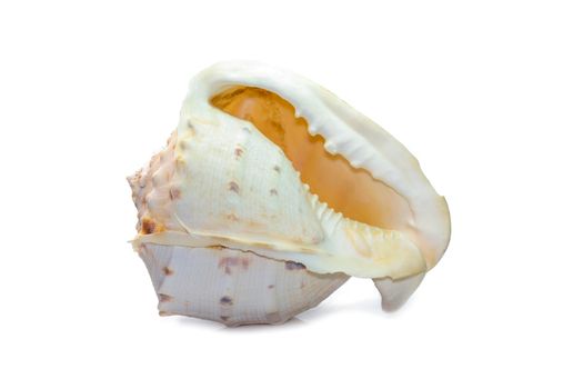 Image of Horned Helmet sea shells. (cassis Cornuta) is a species of extremely large sea snail isolated on white background. Undersea Animals. Sea Shells.