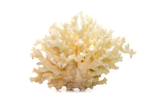 Image of dead white coral cubes on a white background. Undersea Animals.