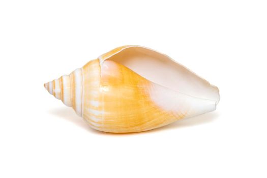 Laevistrombus canarium (commonly known as the dog conch or by its better-known synonym, Strombus canarium) is a species of edible sea snail. Sea snail. Undersea Animals. Sea Shells.