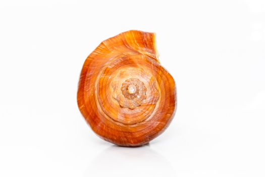 Image of brown conch sea shell on a white background. Undersea Animals. Sea shells.