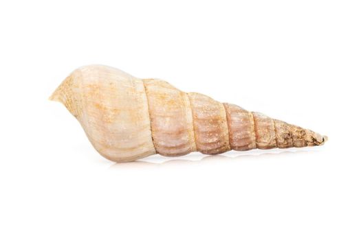 Image of rhinoclavis aspera is a species of sea snail, a marine gastropod mollusk in the family Cerithiidae isolated on white background. Undersea Animals.