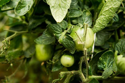 Tomatoes are hanging on a branch in the greenhouse. The concept of gardening and life in the country.