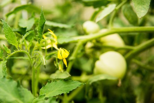 Tomatoes are hanging on a branch in the greenhouse. The concept of gardening and life in the country.