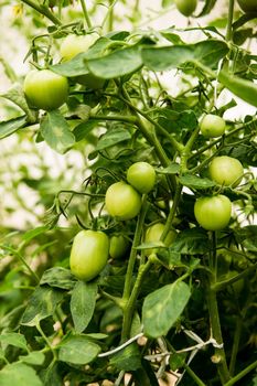 Tomatoes are hanging on a branch in the greenhouse. The concept of gardening and life in the country.