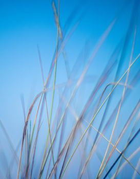 Nature background, environmental and agriculture concept - Rural field, a day in countryside