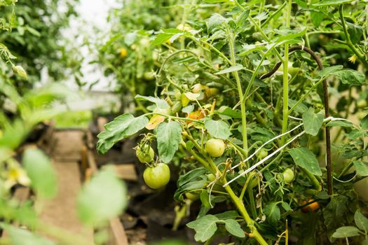 Tomatoes are hanging on a branch in the greenhouse. The concept of gardening and life in the country.