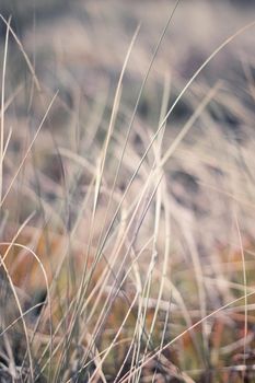 Nature background, environmental and agriculture concept - Rural field, a day in countryside