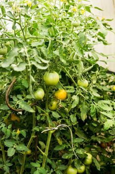 Tomatoes are hanging on a branch in the greenhouse. The concept of gardening and life in the country.