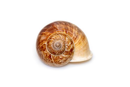 Image of cyclophorid snails(Cyclophoridae) isolated on white background. Undersea Animals. Sea Shells.