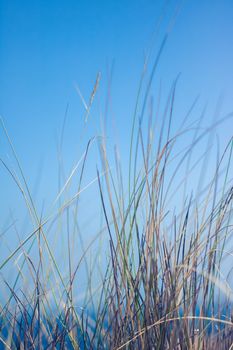 Nature background, environmental and agriculture concept - Rural field, a day in countryside