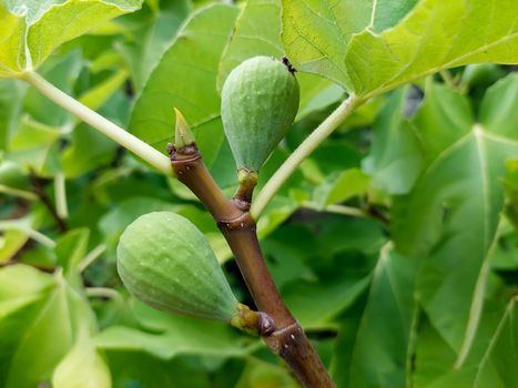 Branches of fig tree Ficus carica with green leaves and fruit. High quality photo