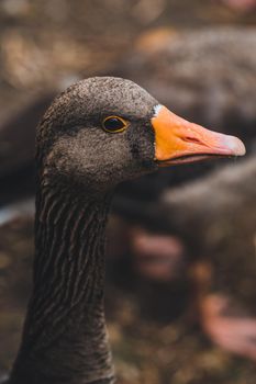 Duck in Hyde Park, London. High quality photo