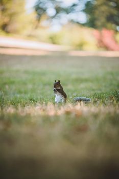 Grey Squirrel in the park. High quality photo