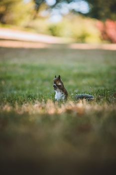 Grey Squirrel in the park. High quality photo