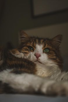 Portrait of beautiful cat . High quality photo