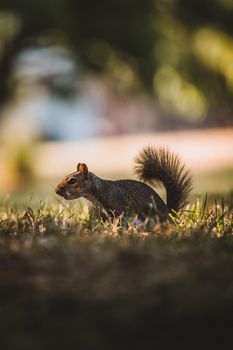 Grey Squirrel in the park. High quality photo