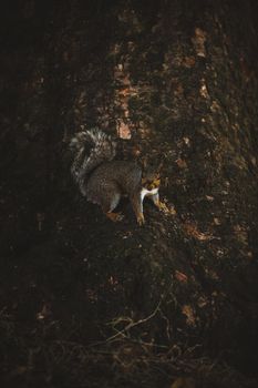 Grey Squirrel in the park. High quality photo