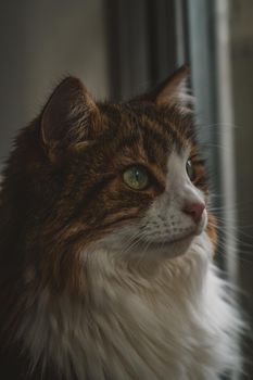 Portrait of beautiful cat . High quality photo