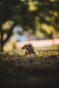 Grey Squirrel in the park. High quality photo