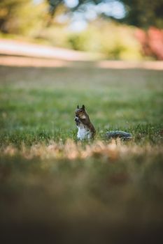 Squirrel eating in park. High quality photo