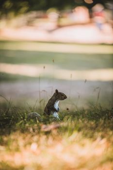 Grey Squirrel in the park. High quality photo